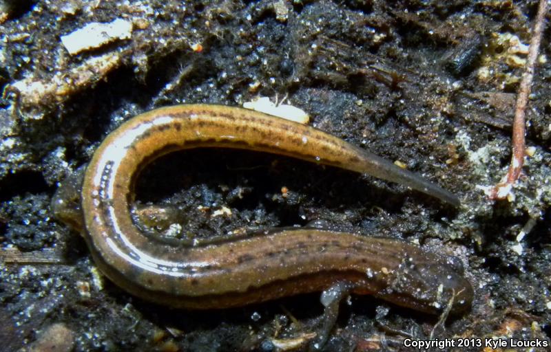 Dwarf Salamander (Eurycea quadridigitata)