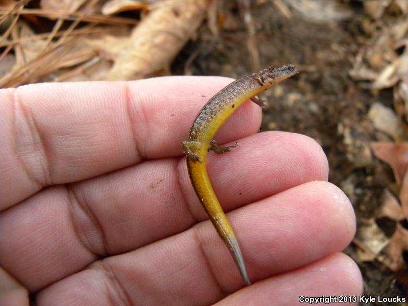 Dwarf Salamander (Eurycea quadridigitata)