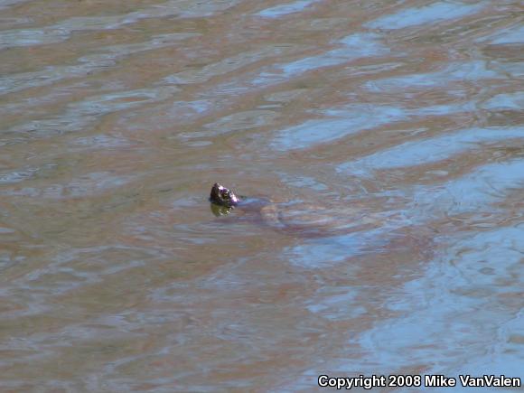 Red-eared Slider (Trachemys scripta elegans)