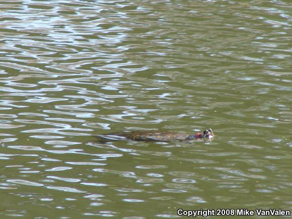 Red-eared Slider (Trachemys scripta elegans)