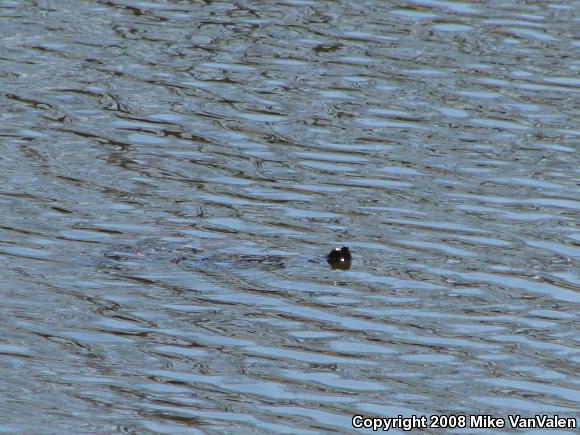 Red-eared Slider (Trachemys scripta elegans)