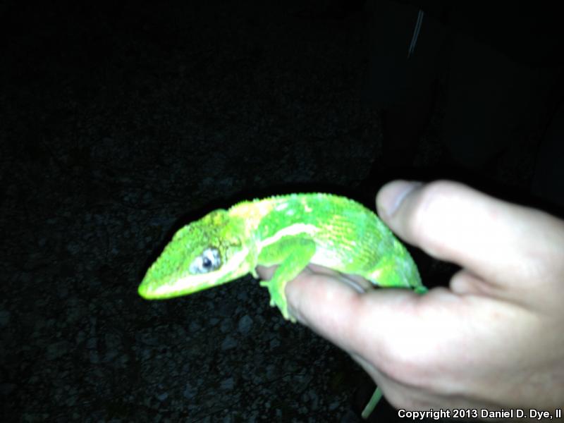 Western Knight Anole (Anolis equestris equestris)