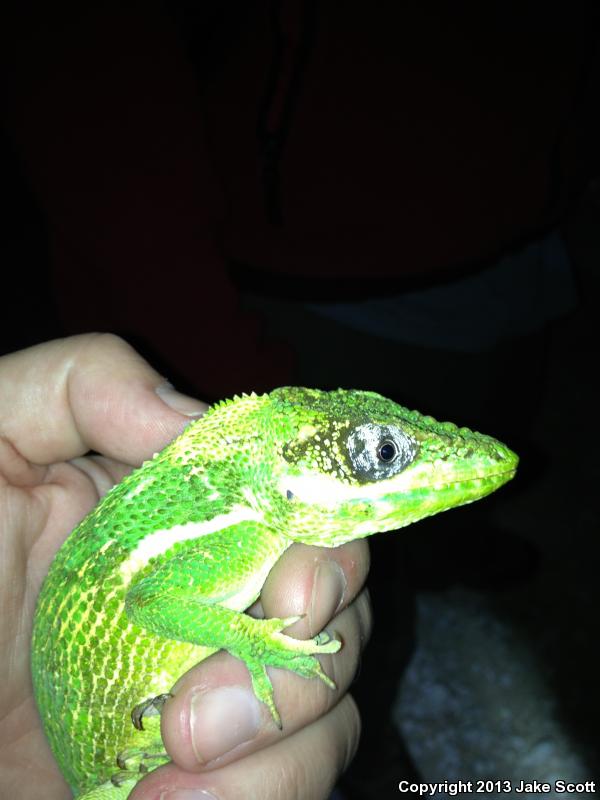 Western Knight Anole (Anolis equestris equestris)