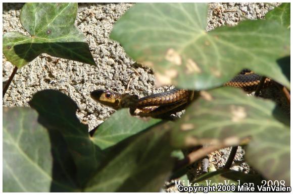 Eastern Gartersnake (Thamnophis sirtalis sirtalis)