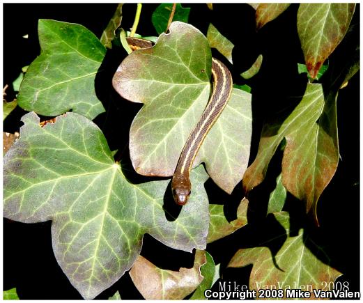 Eastern Gartersnake (Thamnophis sirtalis sirtalis)