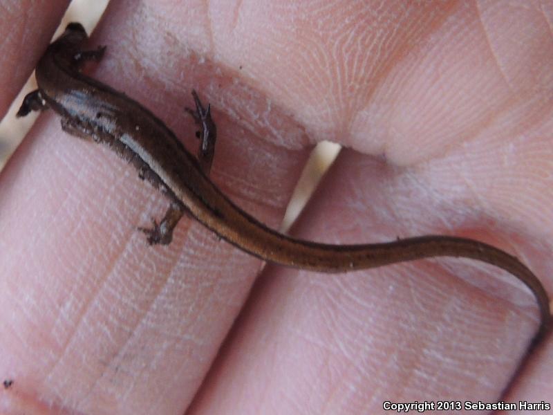 Chamberlain's Dwarf Salamander (Eurycea chamberlaini)