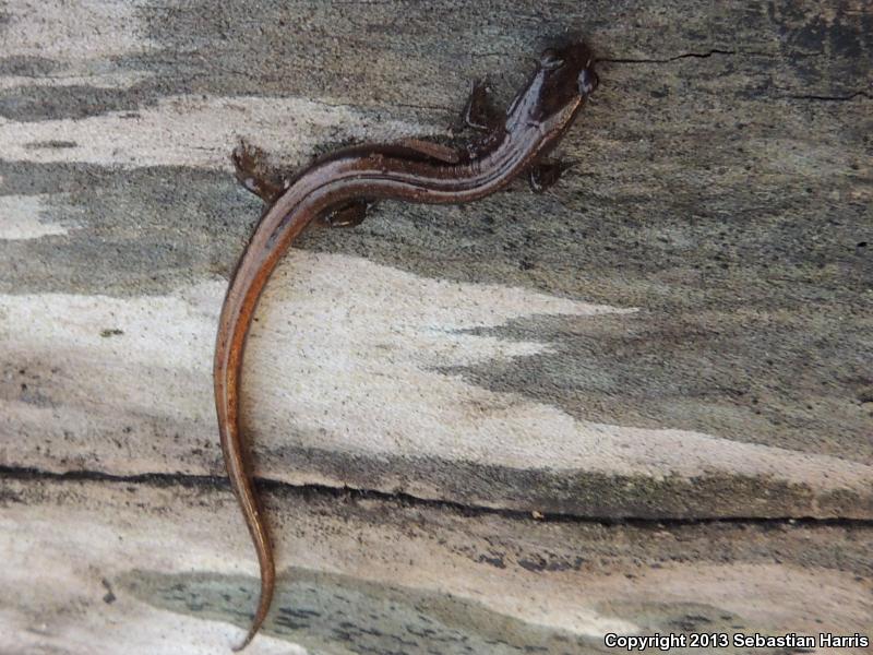 Chamberlain's Dwarf Salamander (Eurycea chamberlaini)