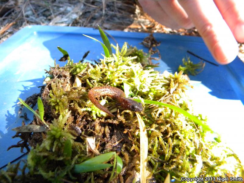 Southern Red Salamander (Pseudotriton ruber vioscai)