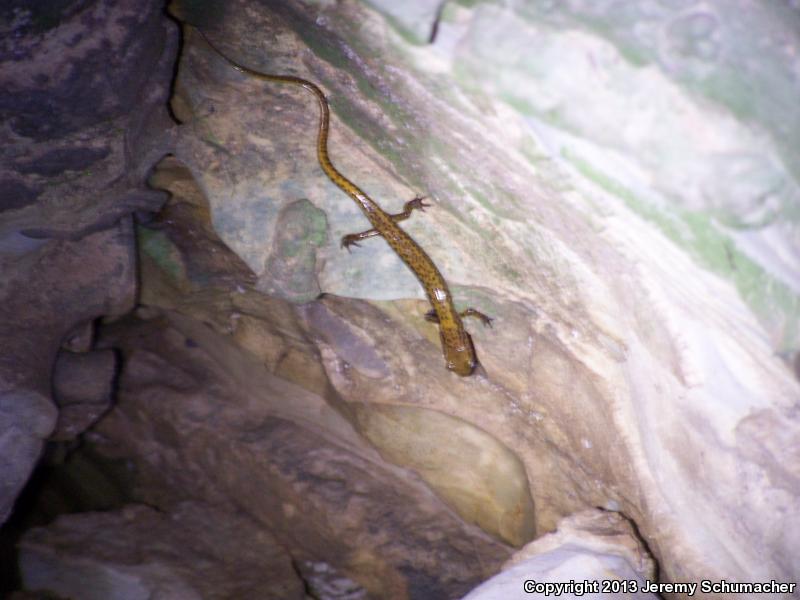 Dark-sided Salamander (Eurycea longicauda melanopleura)