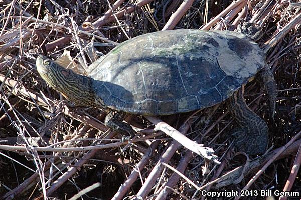 Big Bend Slider (Trachemys gaigeae gaigeae)