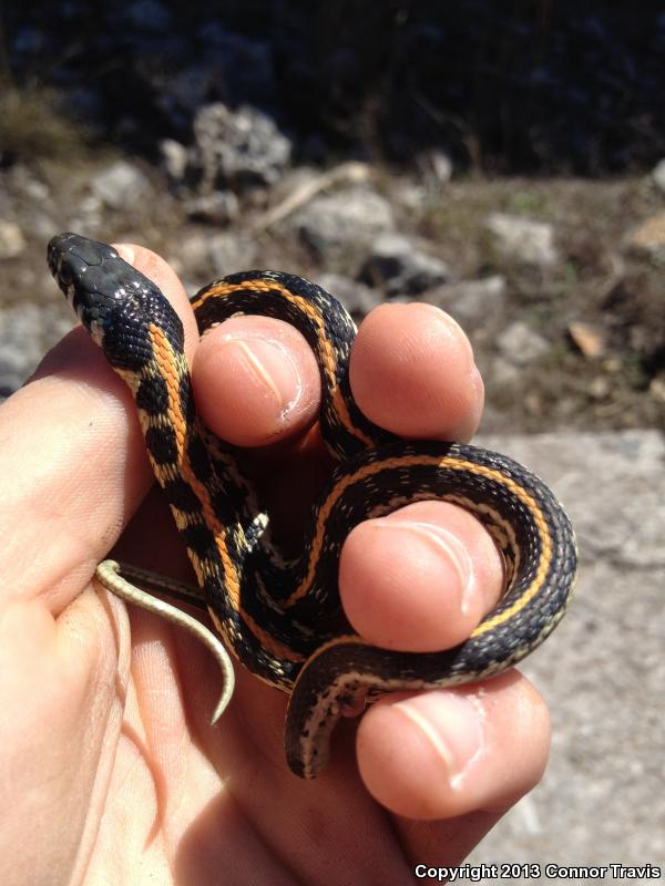 Eastern Black-necked Gartersnake (Thamnophis cyrtopsis ocellatus)