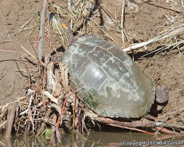 Big Bend Slider (Trachemys gaigeae gaigeae)