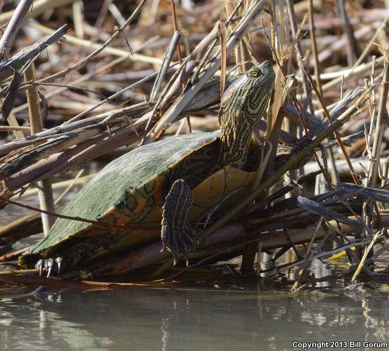 Big Bend Slider (Trachemys gaigeae gaigeae)