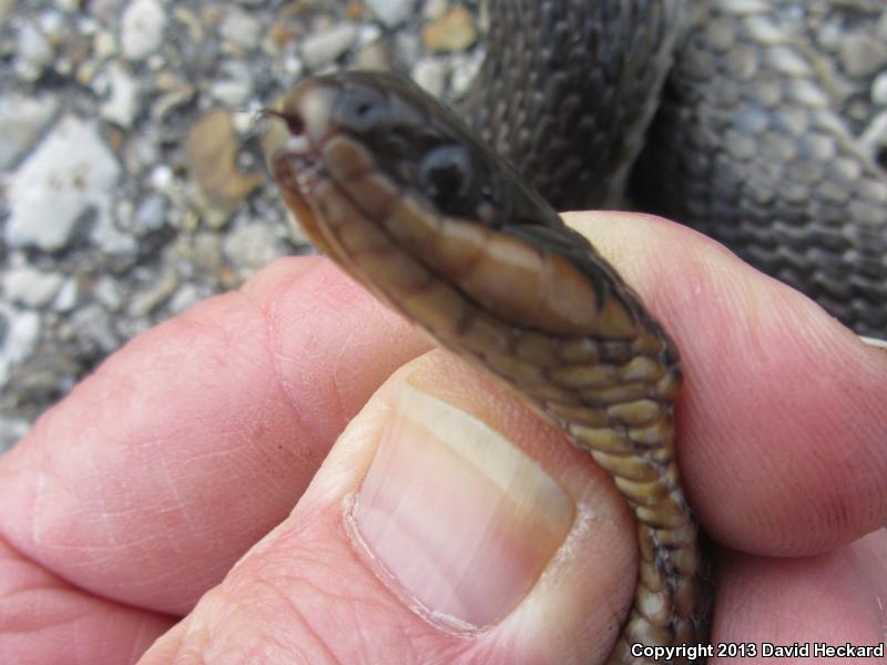 Gulf Crayfish Snake (Regina rigida sinicola)