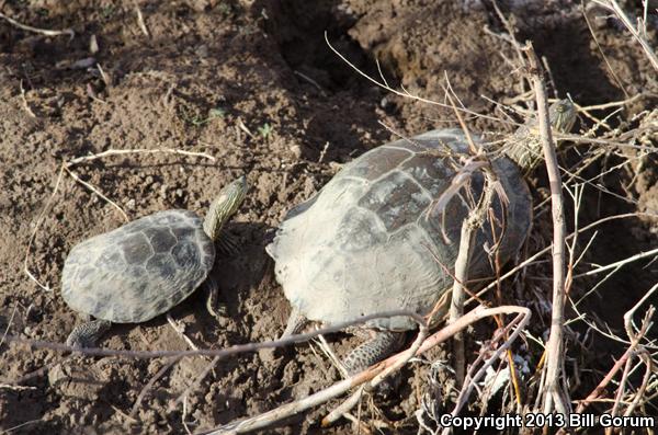 Big Bend Slider (Trachemys gaigeae gaigeae)