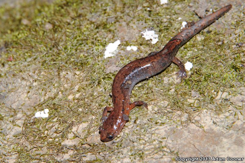 Southern Zigzag Salamander (Plethodon ventralis)