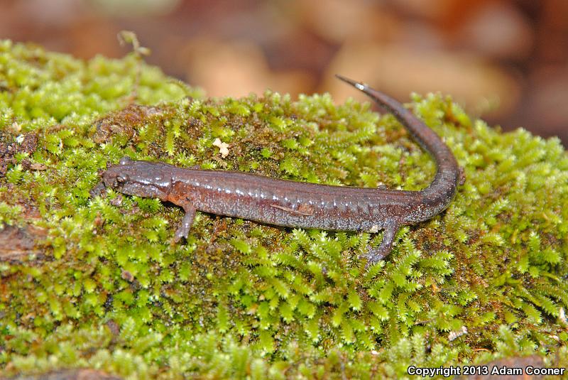 Southern Zigzag Salamander (Plethodon ventralis)