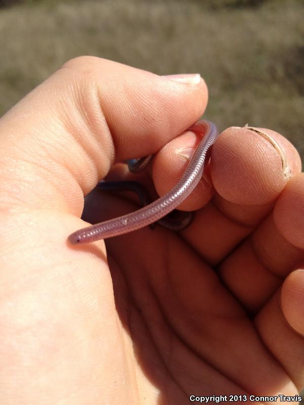 Texas Threadsnake (Leptotyphlops dulcis dulcis)