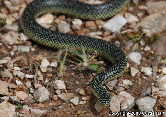 Speckled Kingsnake (Lampropeltis getula holbrooki)