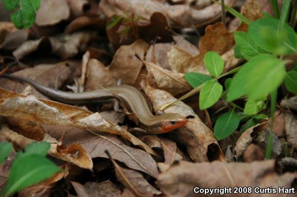 Five-lined Skink (Plestiodon fasciatus)