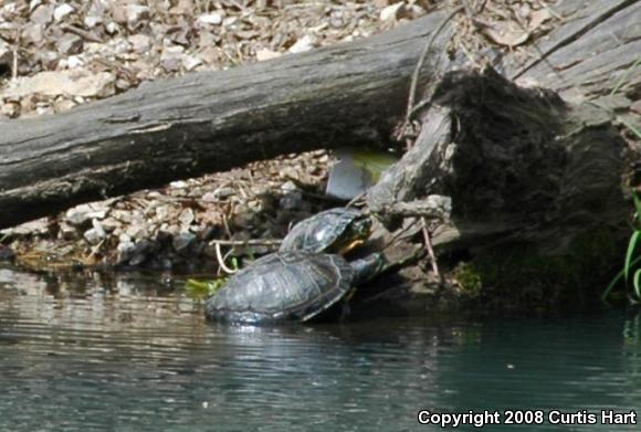 Red-eared Slider (Trachemys scripta elegans)