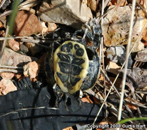 Red-eared Slider (Trachemys scripta elegans)