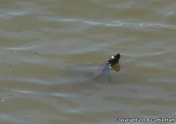 Ouachita Map Turtle (Graptemys ouachitensis ouachitensis)