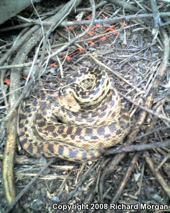 San Diego Gopher Snake (Pituophis catenifer annectens)