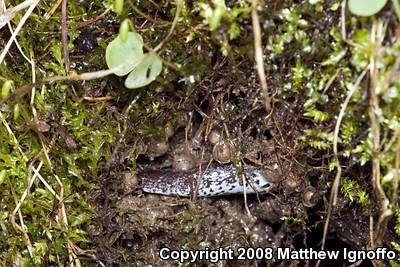 Four-toed Salamander (Hemidactylium scutatum)