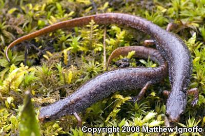 Four-toed Salamander (Hemidactylium scutatum)