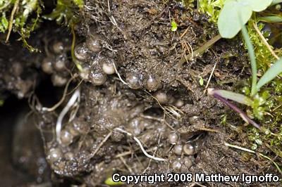 Four-toed Salamander (Hemidactylium scutatum)