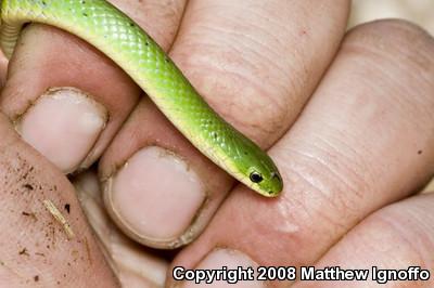 Smooth Greensnake (Opheodrys vernalis)