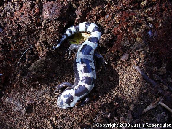 Marbled Salamander (Ambystoma opacum)