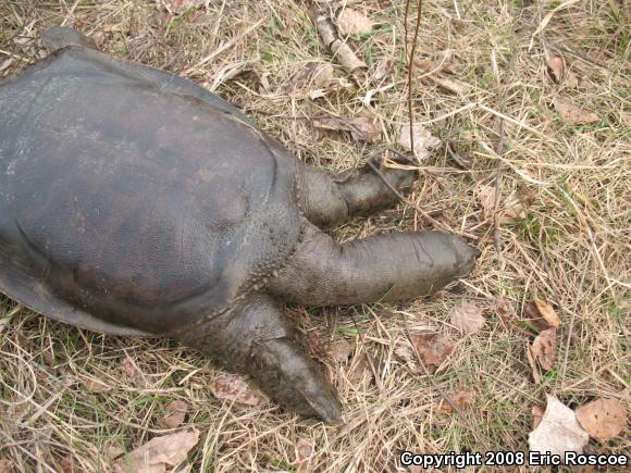 Spiny Softshell (Apalone spinifera)