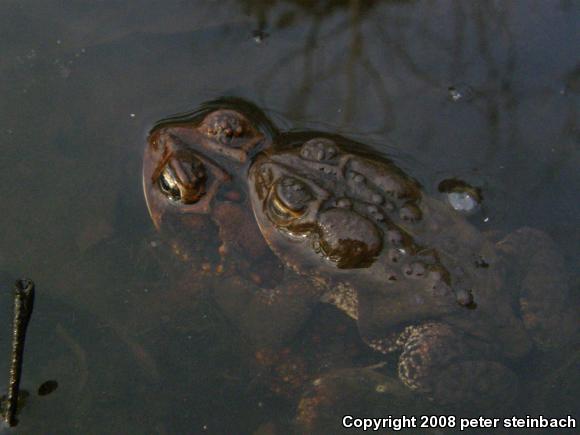 Eastern American Toad (Anaxyrus americanus americanus)