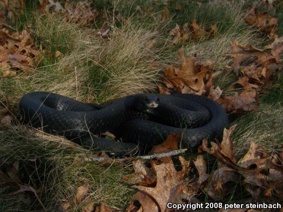 Northern  Black Racer (Coluber constrictor constrictor)