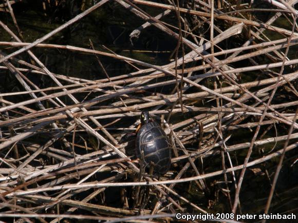 Eastern Painted Turtle (Chrysemys picta picta)