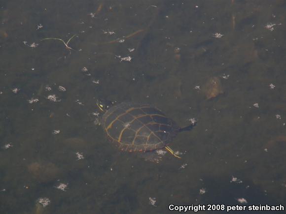 Eastern Painted Turtle (Chrysemys picta picta)