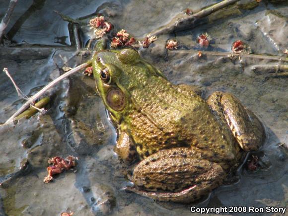 Northern Green Frog (Lithobates clamitans melanota)