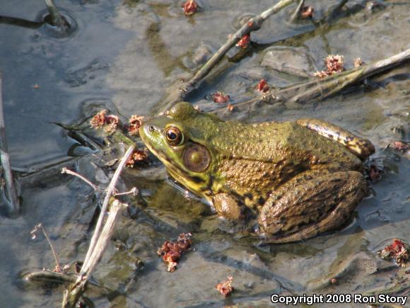 Northern Green Frog (Lithobates clamitans melanota)