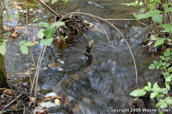 Eastern Cottonmouth (Agkistrodon piscivorus piscivorus)