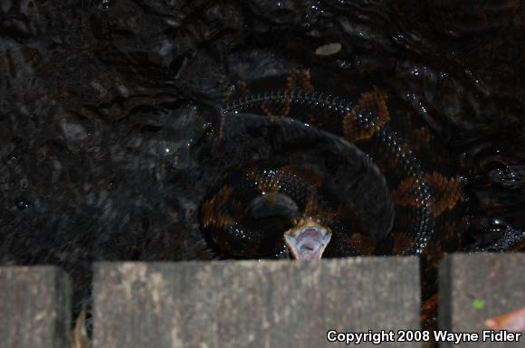 Eastern Cottonmouth (Agkistrodon piscivorus piscivorus)