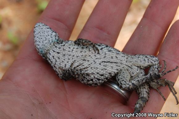 Eastern Fence Lizard (Sceloporus undulatus)