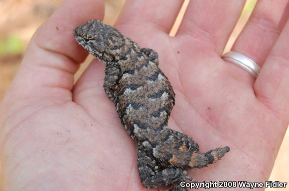 Eastern Fence Lizard (Sceloporus undulatus)