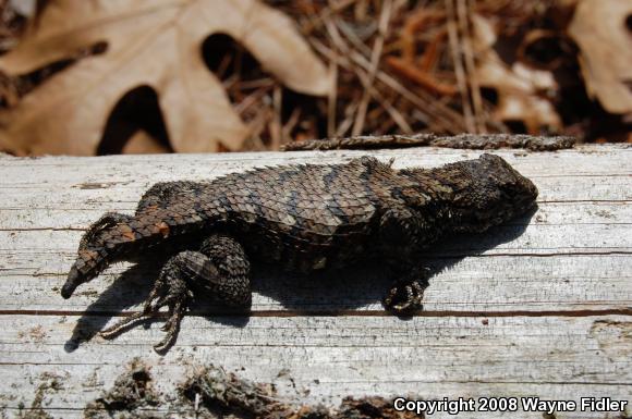 Eastern Fence Lizard (Sceloporus undulatus)