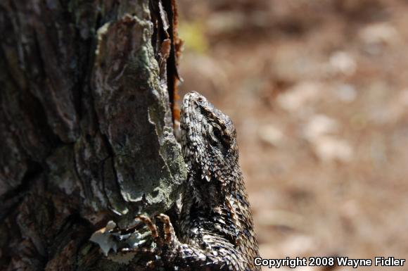 Eastern Fence Lizard (Sceloporus undulatus)