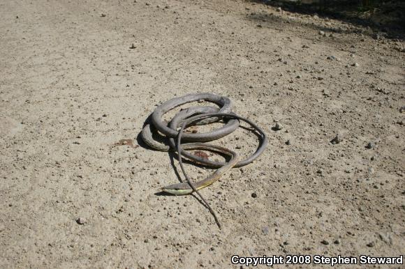 Brown Vinesnake (Oxybelis aeneus)