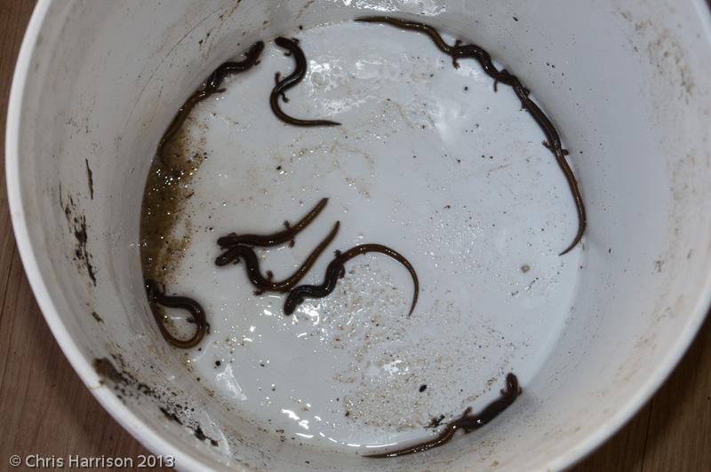 Many-ribbed Salamander (Eurycea multiplicata)