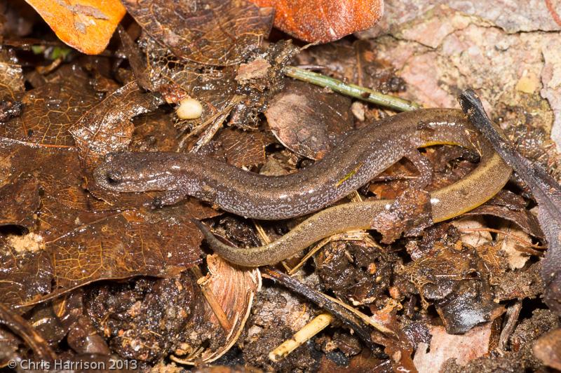 Many-ribbed Salamander (Eurycea multiplicata)