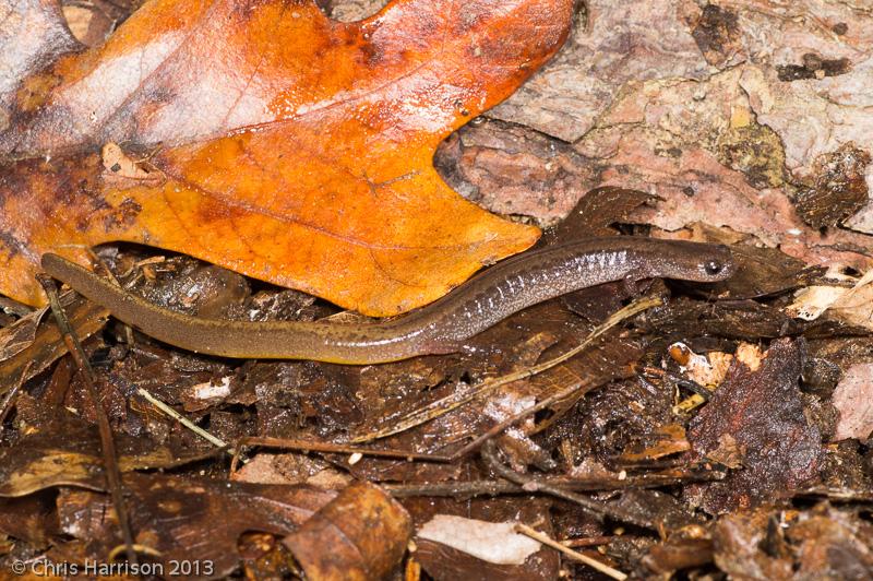 Many-ribbed Salamander (Eurycea multiplicata)